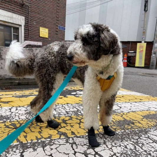 Chaussure chien protege les coussinets