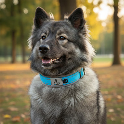 chien balade collier chien bleu