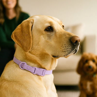 Collier pour Chien | SoftPaw