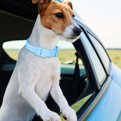 collier pour chien resistant bleu