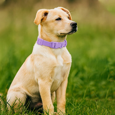 collier pour chien balade lavande parc