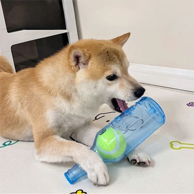 Jouet Chien bouteille balle jeu